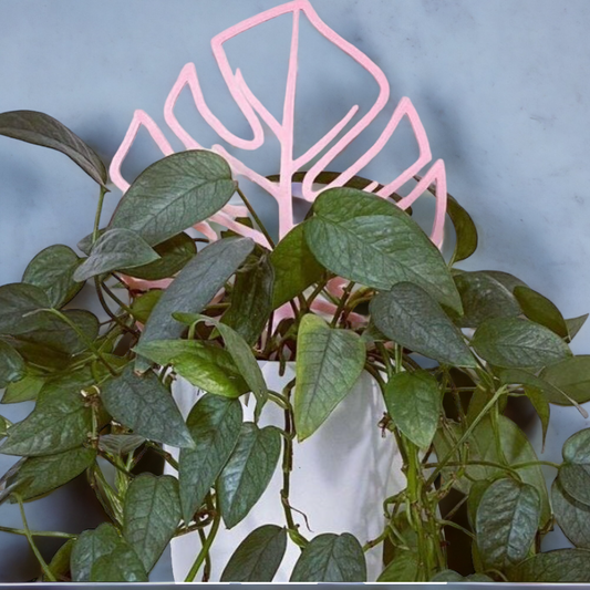 Monstera Leaf Plant Trellis