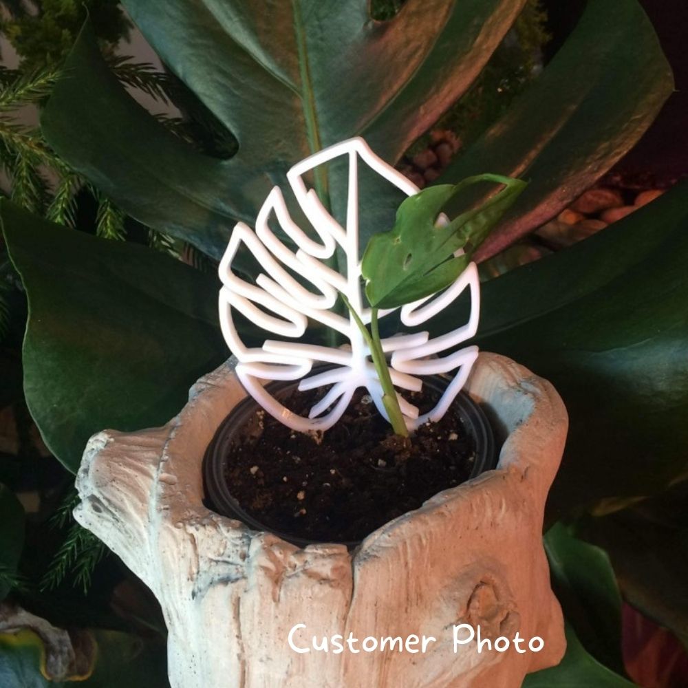 Monstera Leaf Plant Trellis