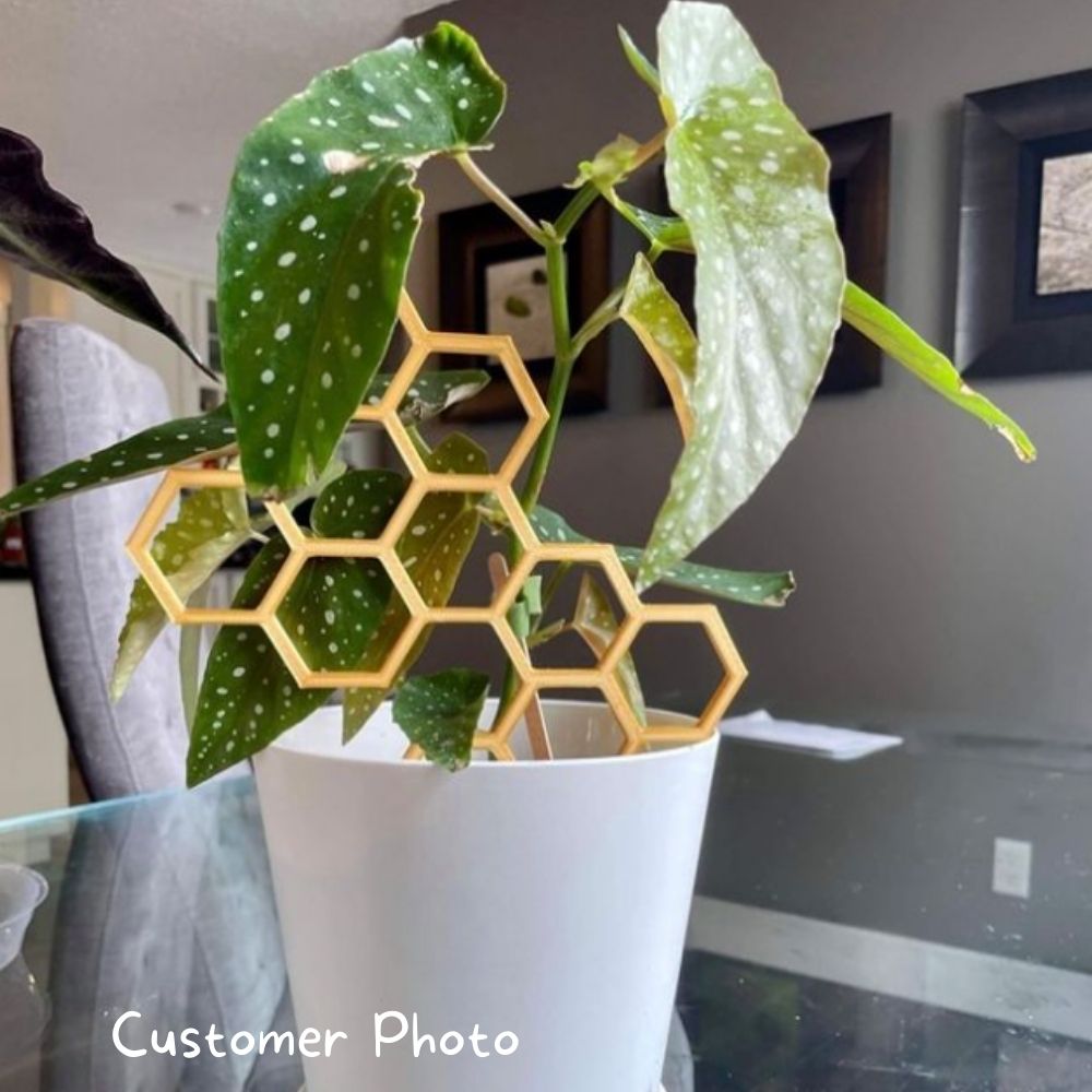 Honeycomb Plant Trellis