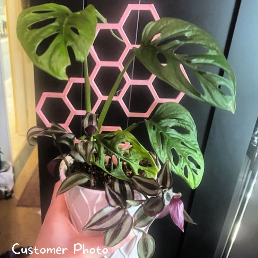 Honeycomb Plant Trellis