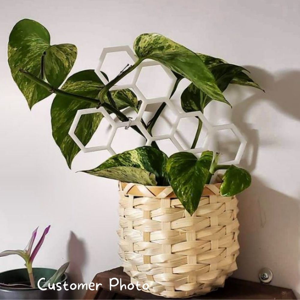 Honeycomb Plant Trellis