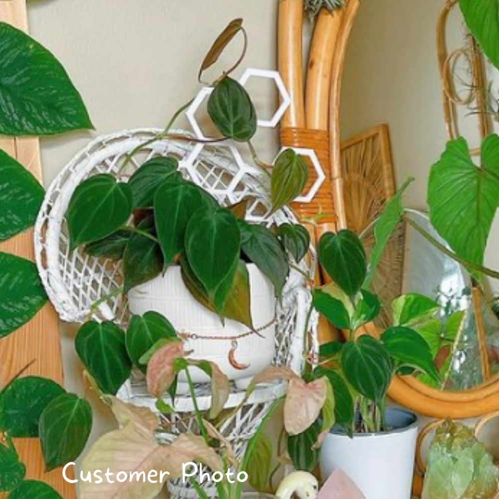 Honeycomb Plant Trellis