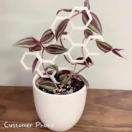 Honeycomb Plant Trellis