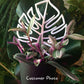 Monstera Leaf Plant Trellis