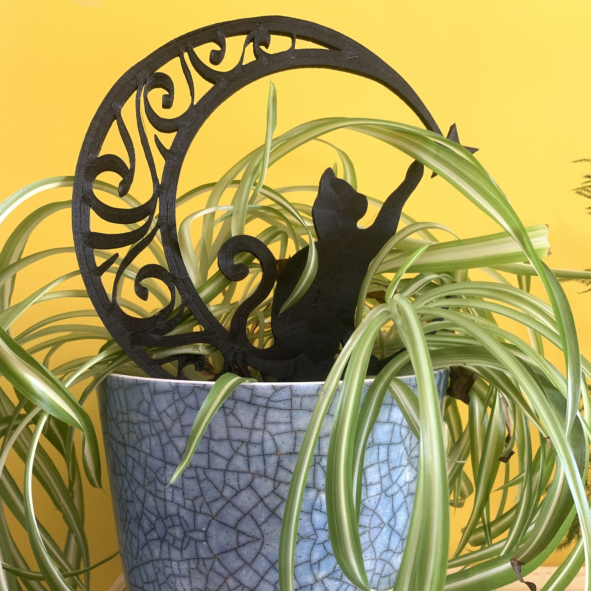 Black cat and moon trellis with spider plant